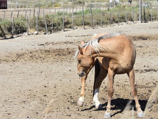 BROWN CAMARGUE HORSE IN SOUTHERN FRANCE