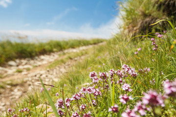 Fototapeta premium Beautiful view of path in Carpathian mountains. Focus on flowers.