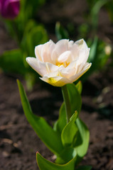 Obraz na płótnie Canvas garden Tulip