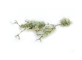 Element floral compositions