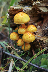 Mushrooms Hypholoma fasciculare