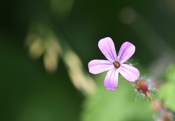 TINY PINK FLOWER WITH NICE BACKGROUND BOKEH