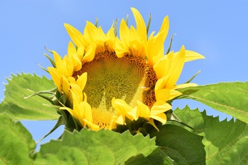 SUNFLOWER IN FRONT OF A BLUE CLOUDLESS SKY