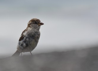SPARROW ON MISTY GROUND