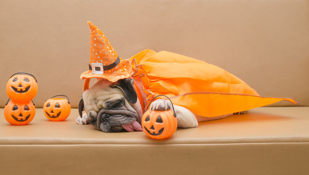 Cute pug dog with costume of happy halloween day sleep on sofa with plastic pumpkin Jack O'Lantern