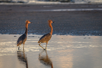 Reddish Egret Pair at Sunset. Bunche Beach, Fort Myers,FL at Sun