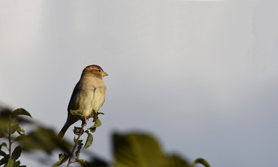YOUNG FEMALE SPARROW ON GREEN BRANCH WITH DARK CLOUDS IN THE BACKGROUND