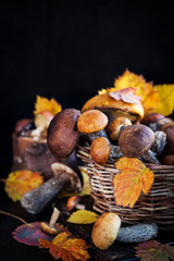 Wild forest edible mushrooms (boletus) in basket
