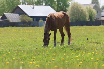 Briwn beautiful horse eats fresh grass in field near village at
