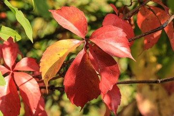 Red autumnal climbing Parthenocissus leaves close up
