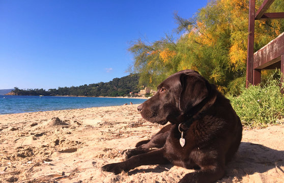BROWN LABRADOR RETRIEVER DOG LYING IN THE SAND ON A BEACH IN SOUTHERN FRANCE