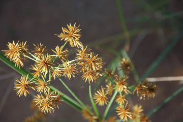 Close up of Papyrus Flower