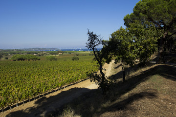 Ramatuelle entre vignes et Mer