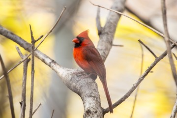 Northern Cardinal (Cardinalis cardinalis)