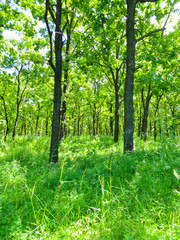 Fototapeta na wymiar Green forest on summer