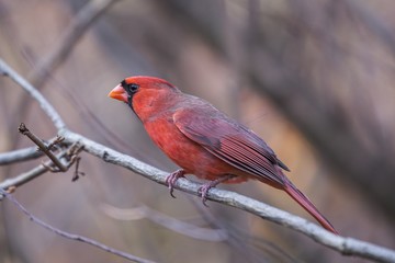 Northern Cardinal (Cardinalis cardinalis)