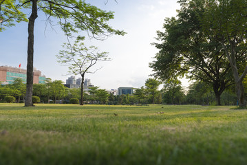 And green the grass in the park