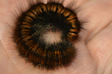 Raupe des Brombeerspinners