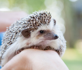 Hedgehog on hands