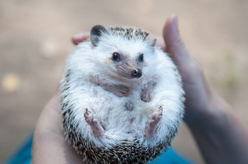 Hedgehog on hands