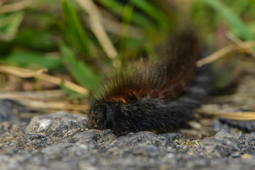 Raupe des Brombeerspinners