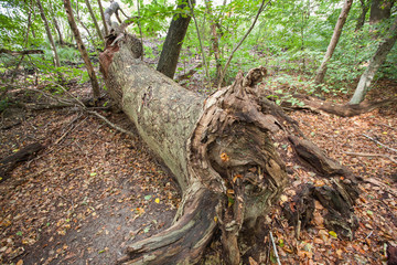 Obraz premium Umgestürzter Baum im Wald