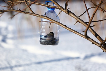 Снегири