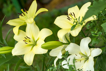 Fototapeta na wymiar Yellow and white lilies