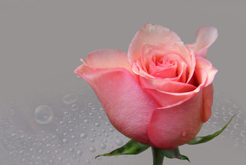 Buton roses of the rose colour