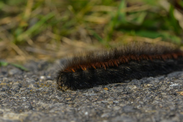 Raupe des Brombeerspinners