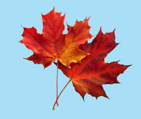 Two maple leafs of the red colour