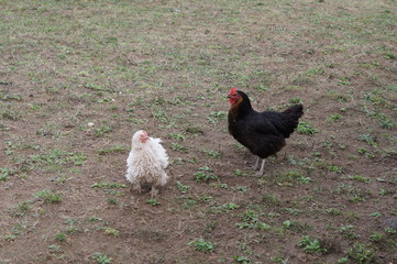 poules