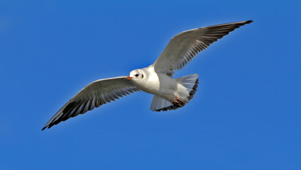 Seagull with a blue sky