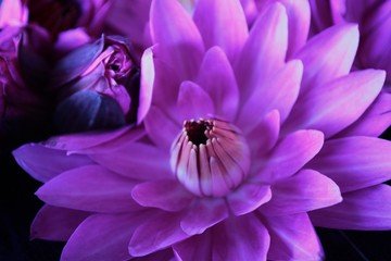Violet waterlily or lotus flower blooming on the water