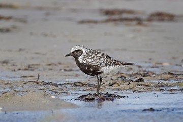 Grey plover (Pluvialis squatarola)