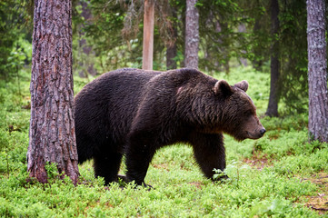 Obraz na płótnie Canvas Brown bear in the forest