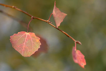 Orange aspen leafs during autumn, closeup