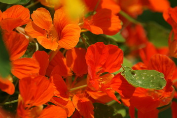 capucine orange