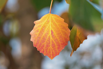 Yellow aspen leafs during autumn, closeup