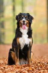Berner Sennenhund Dog