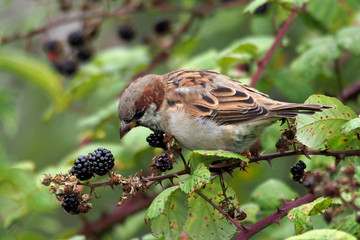 Sparrow Eating Blackberries