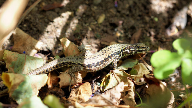 Common Lizard Under Foliage