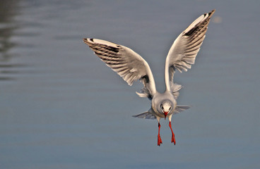 Seagull flying over water