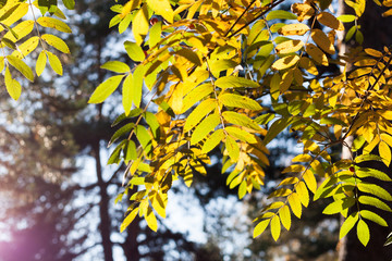 Sunlit yellow rowan leaves on the forest background.