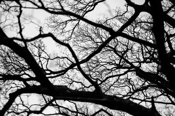 Tree branches