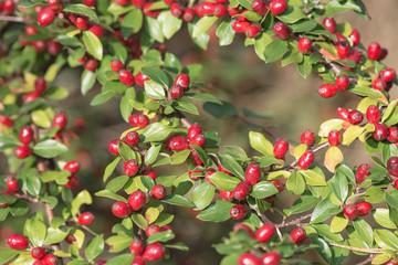 Red berries on a bush with green leafs