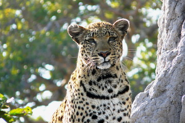 Lonely female leopard waits quiet over a hill looking for her pray in Pom-Pom Island private game reserve, Okavango delta, Botswana, Africa
