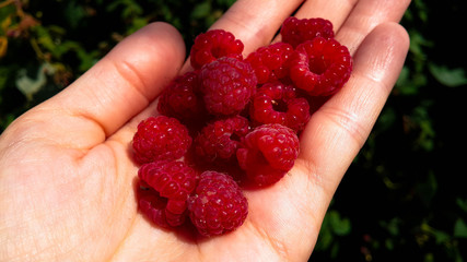 raspberry on a palm