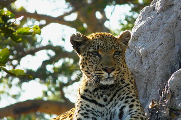 Lonely female leopard waits quiet over a hill looking for her pray in Pom-Pom Island private game reserve, Okavango delta, Botswana, Africa