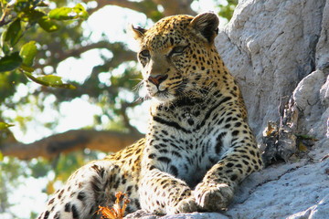 Lonely female leopard waits quiet over a hill looking for her pray in Pom-Pom Island private game reserve, Okavango delta, Botswana, Africa